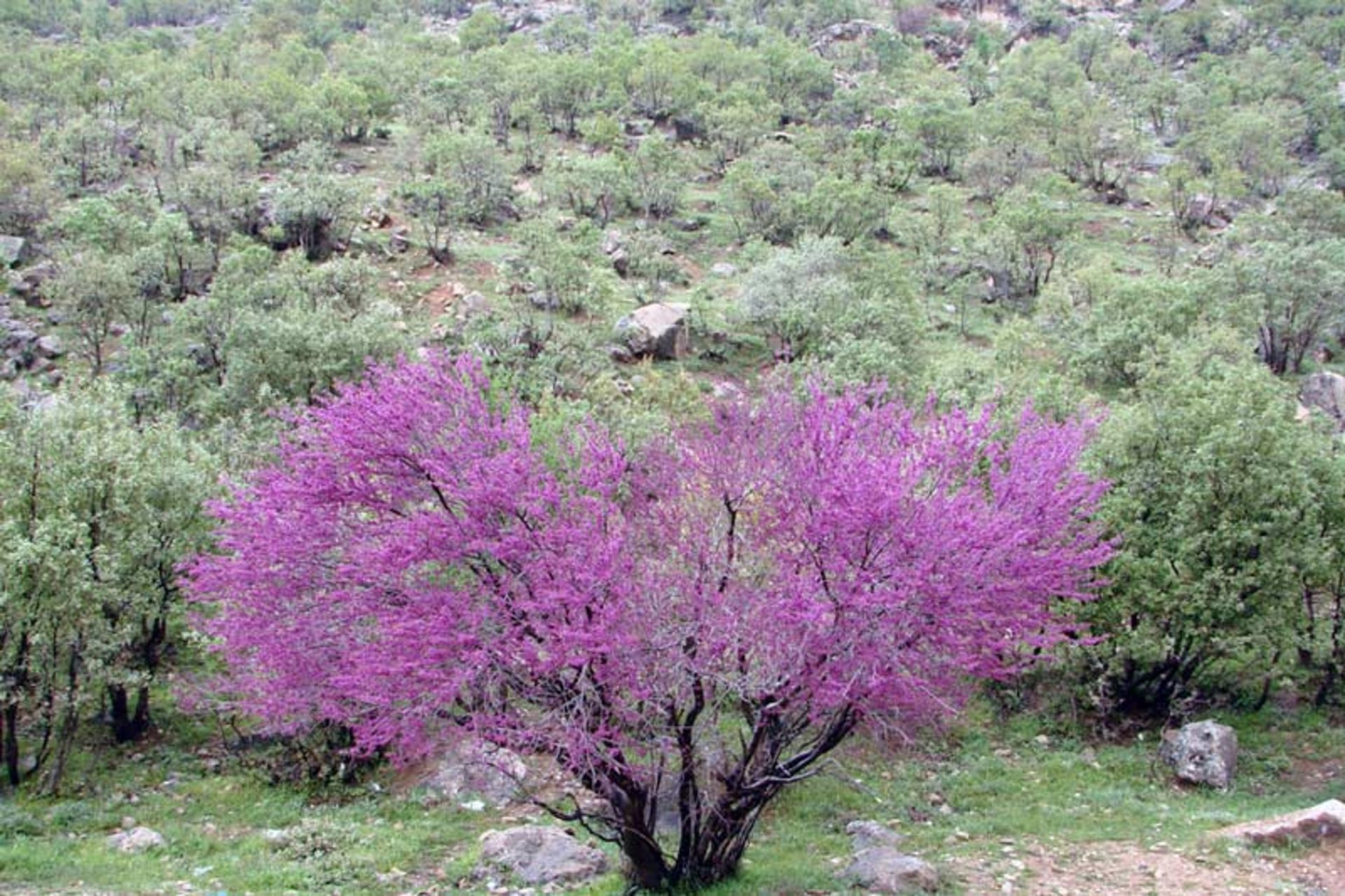 تنگه ی ارغوان