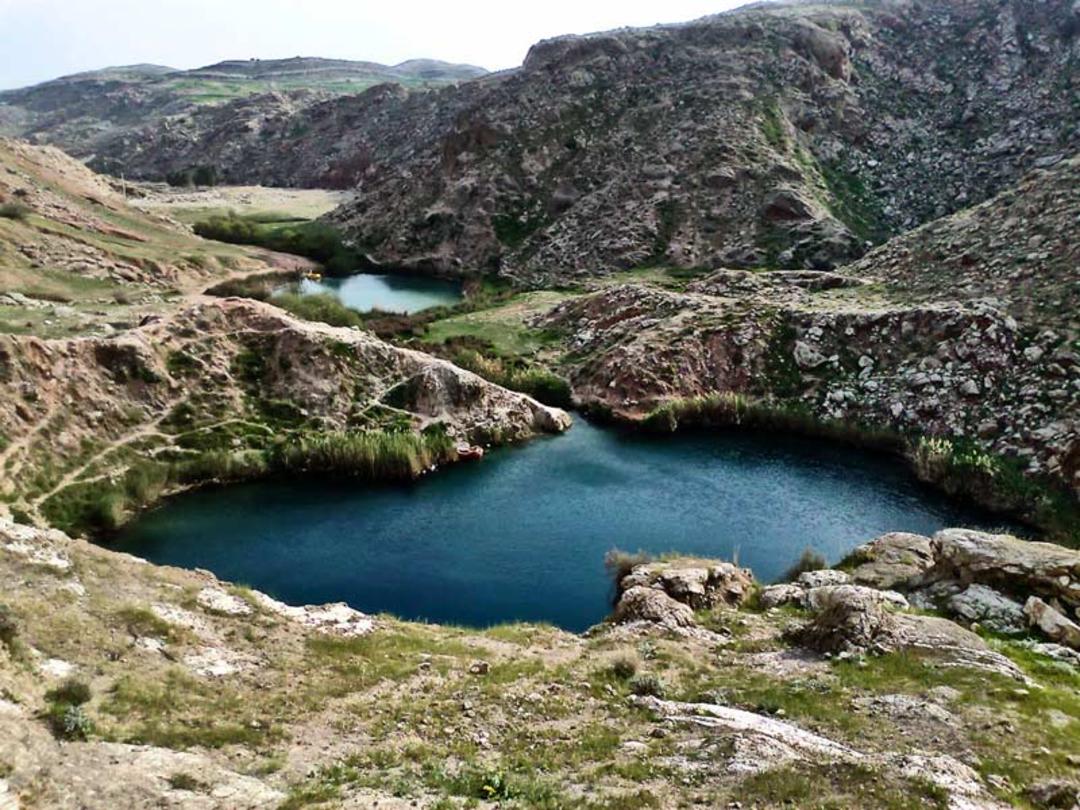 سیاه گاو