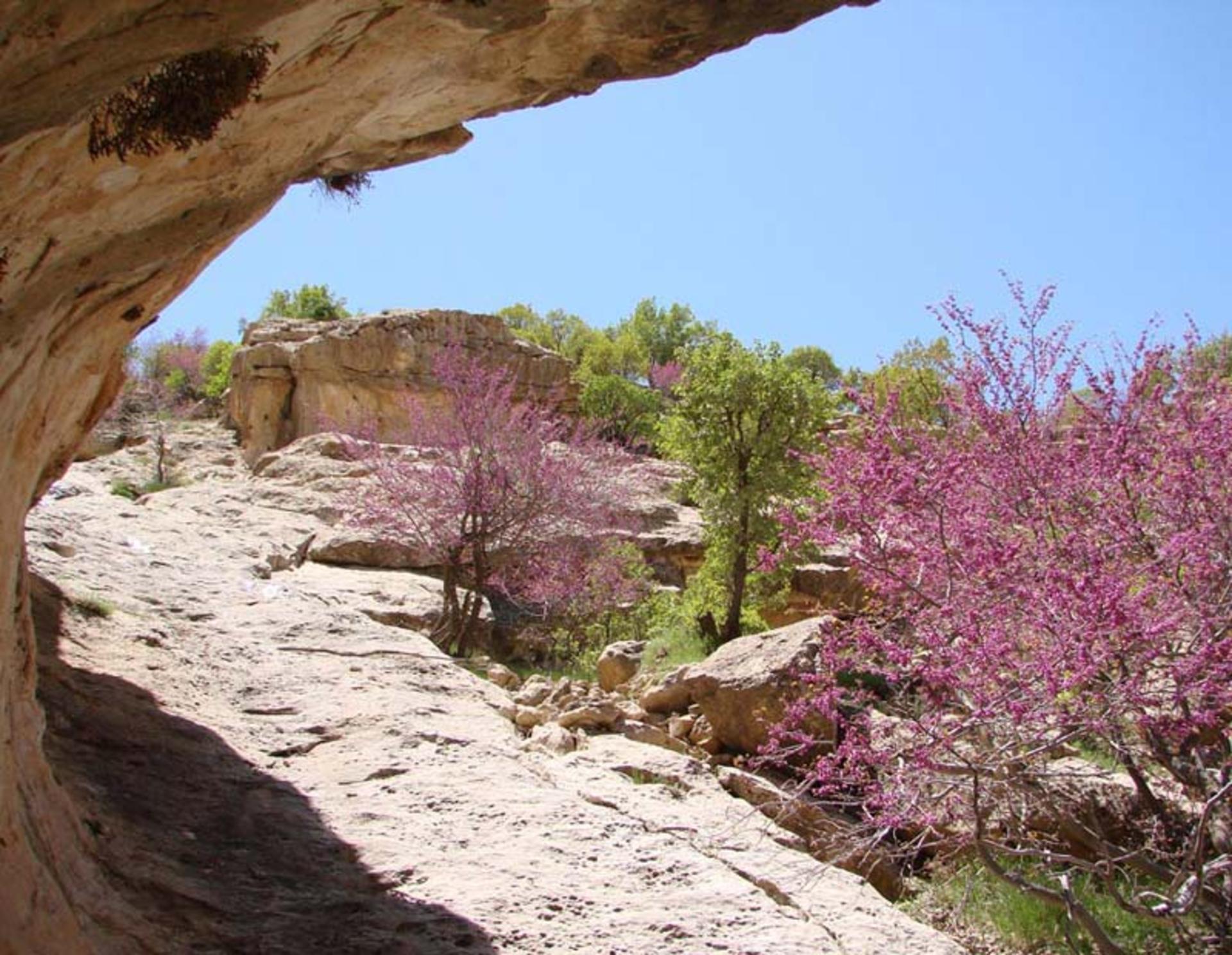 تنگه ارغوان
