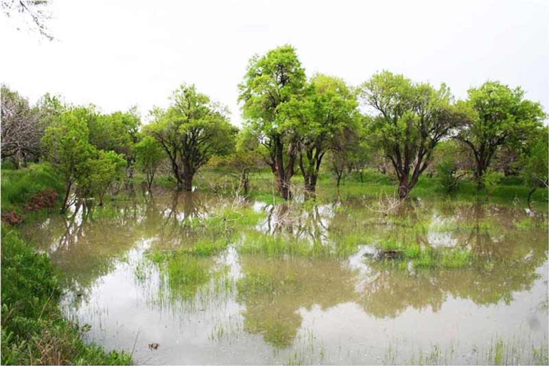 برکه های آب و درختان سرسبز در باغستان های سنتی قزوین