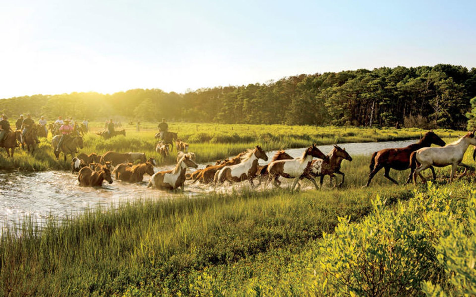 جزیره Assateague Island 
