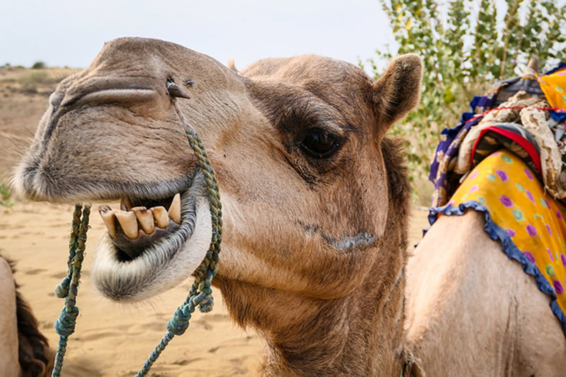 شتر در جیسلمیر