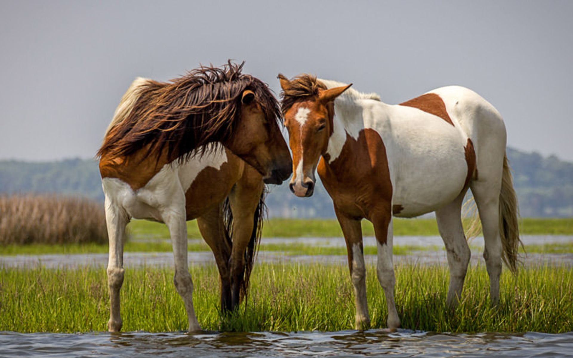 جزیره Assateague Island 
