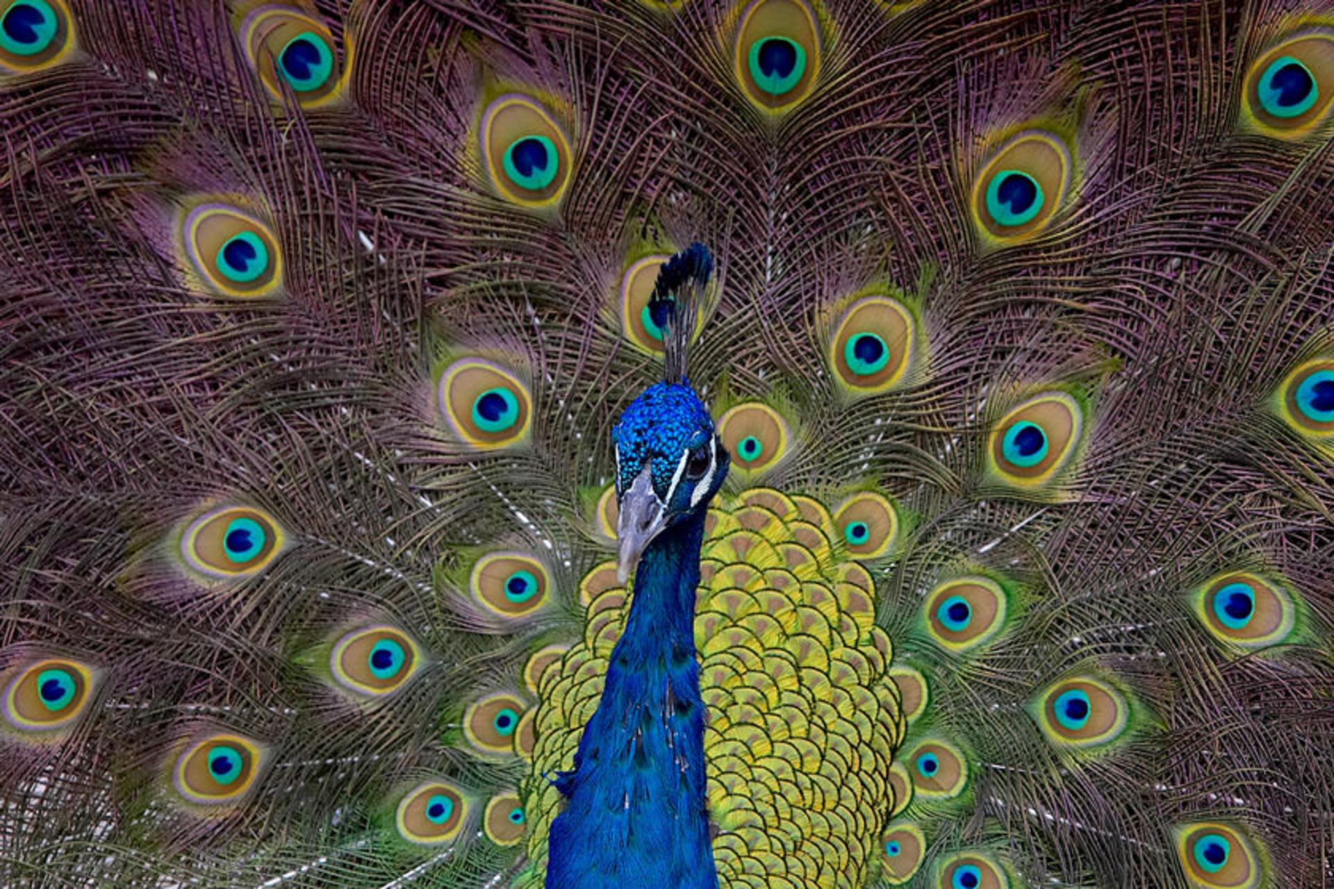 طاووس