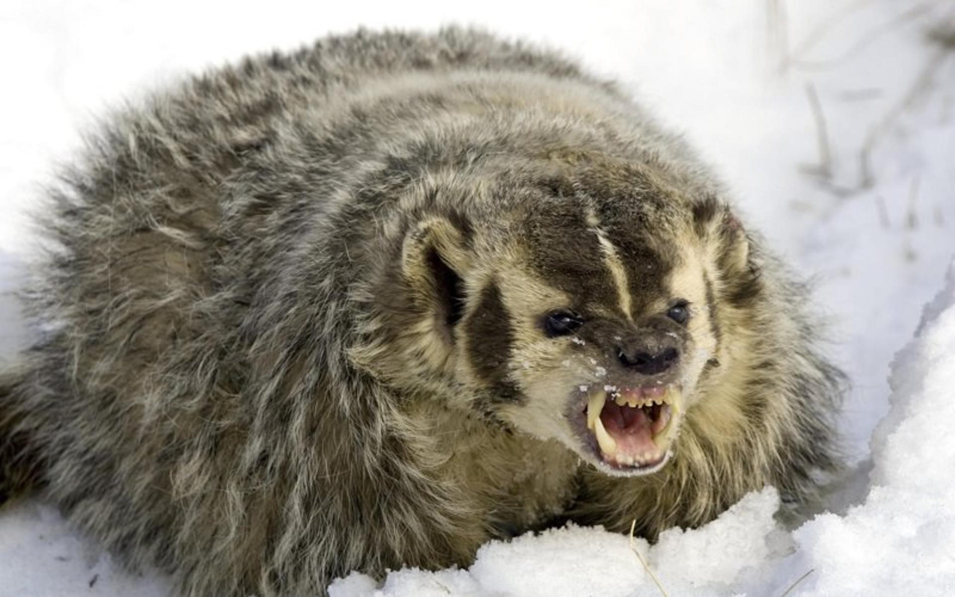ولورین