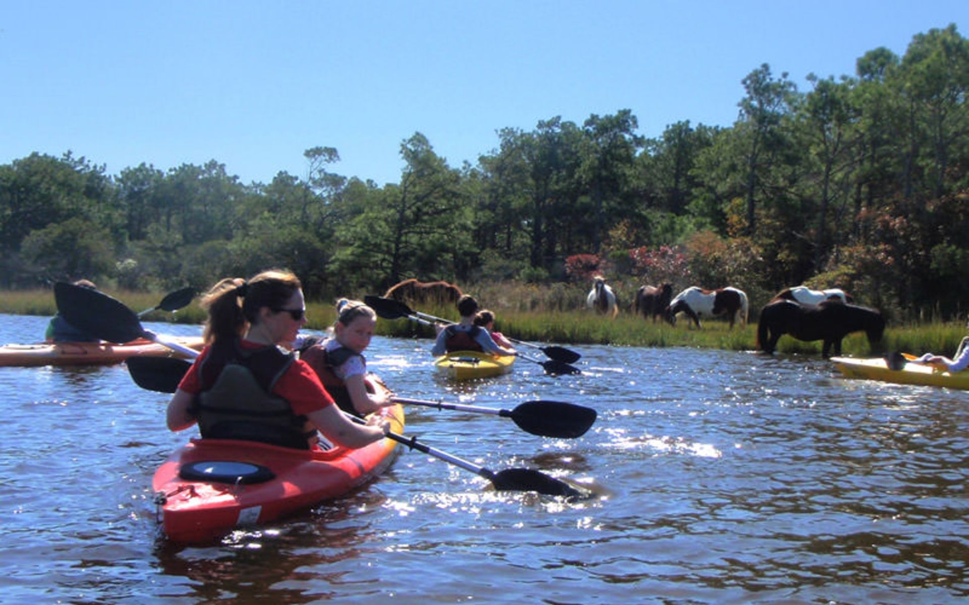 جزیره Assateague Island 