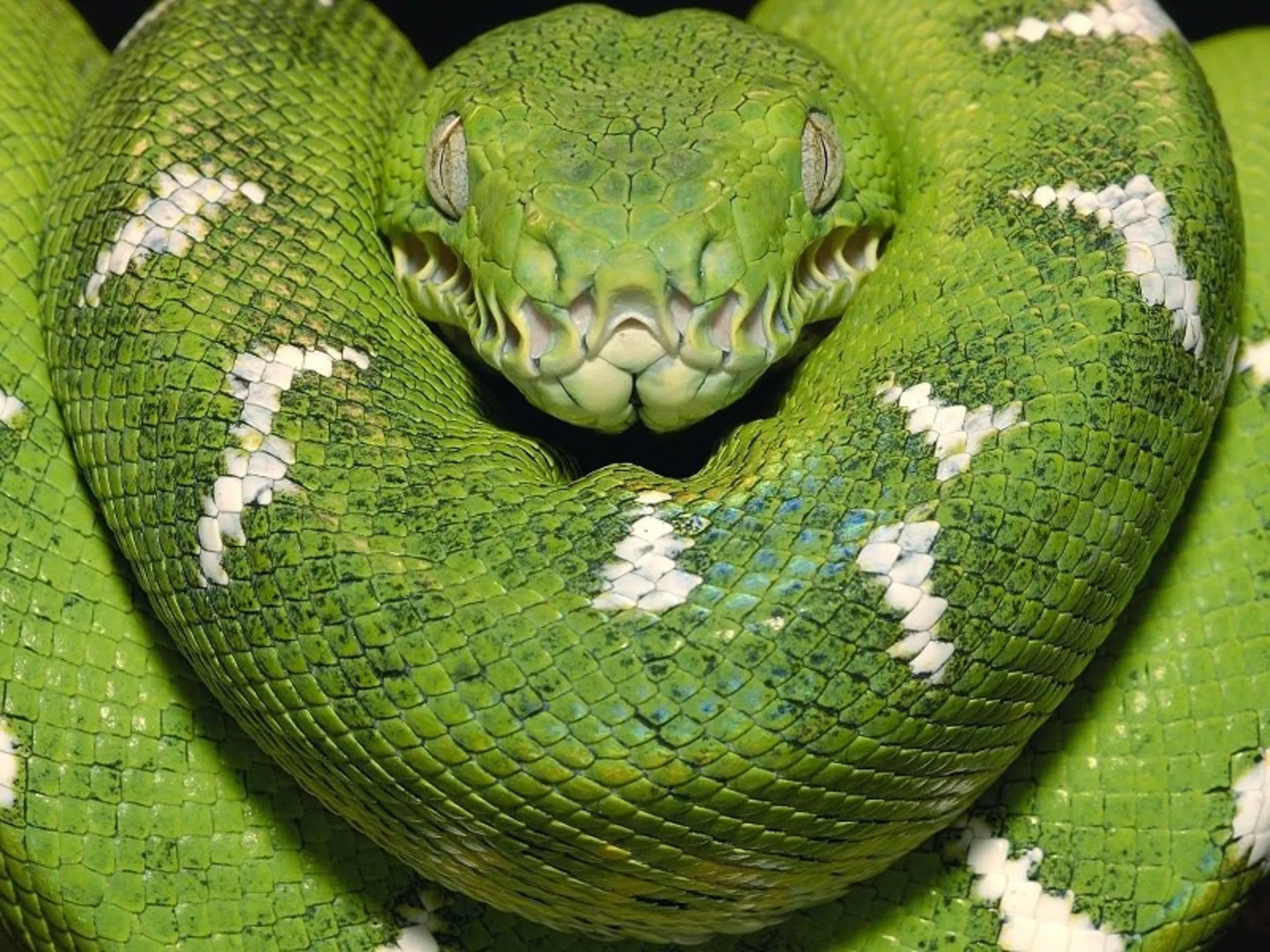 مار بوآ
