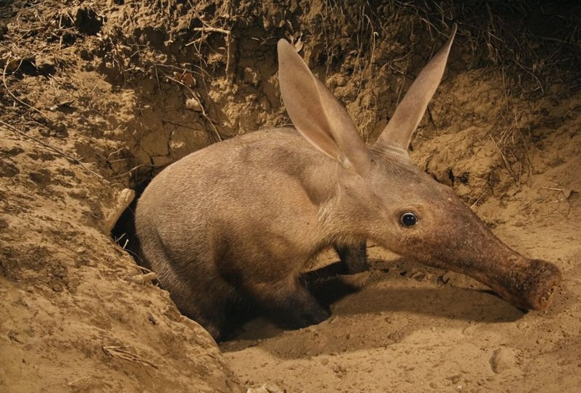 موریانه خوار