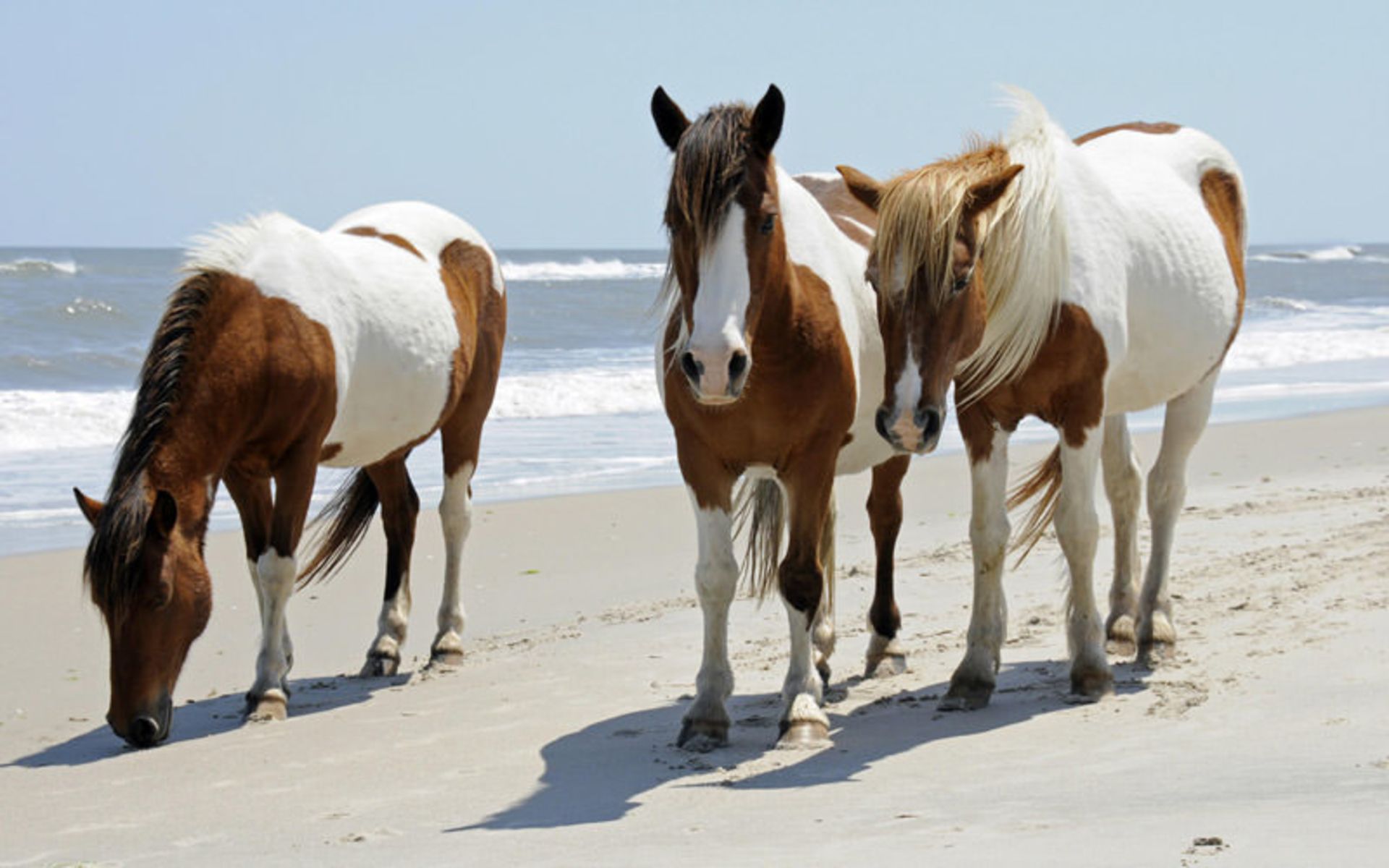 جزیره Assateague Island 