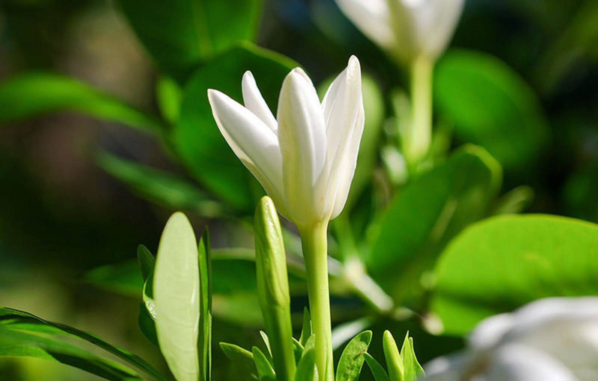حیات وحش کوک