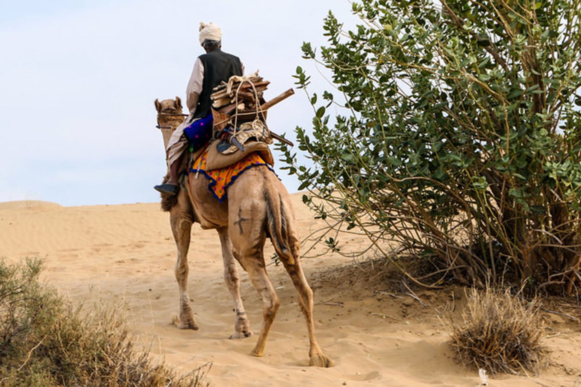 شترسواری در جیسلمیر