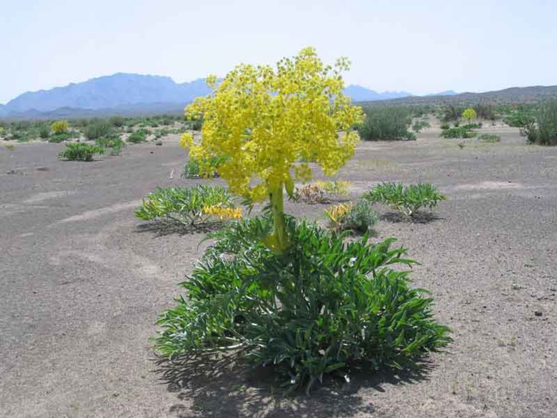 دشت اسفدن