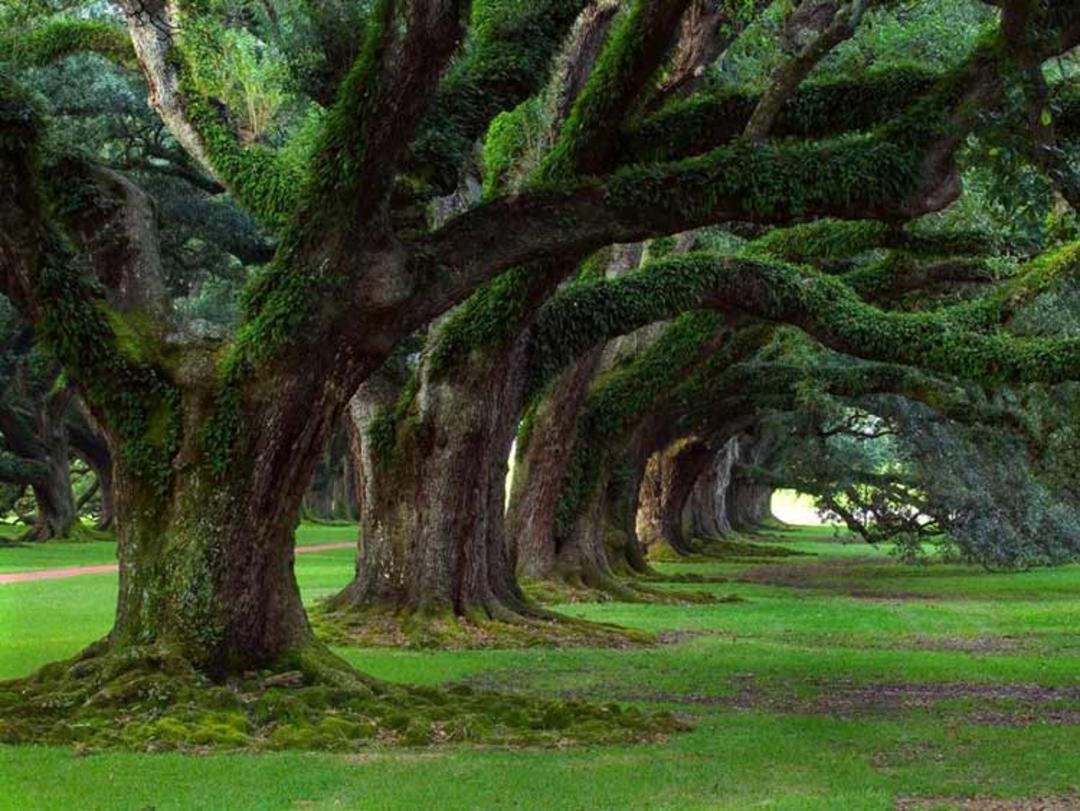 عمارت زیبای کوچه بلوط ها، واشری، لوئیزیانا