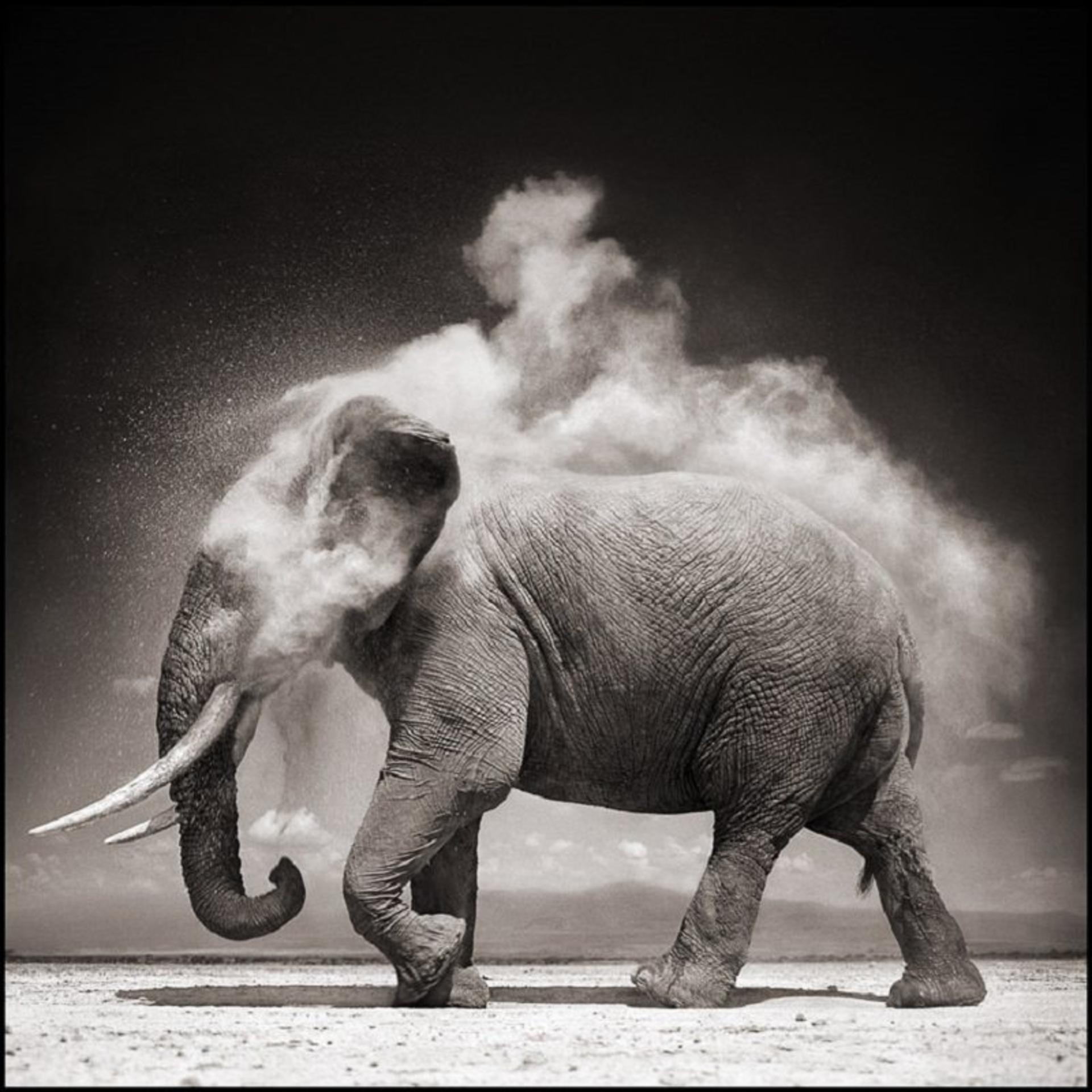 فیل