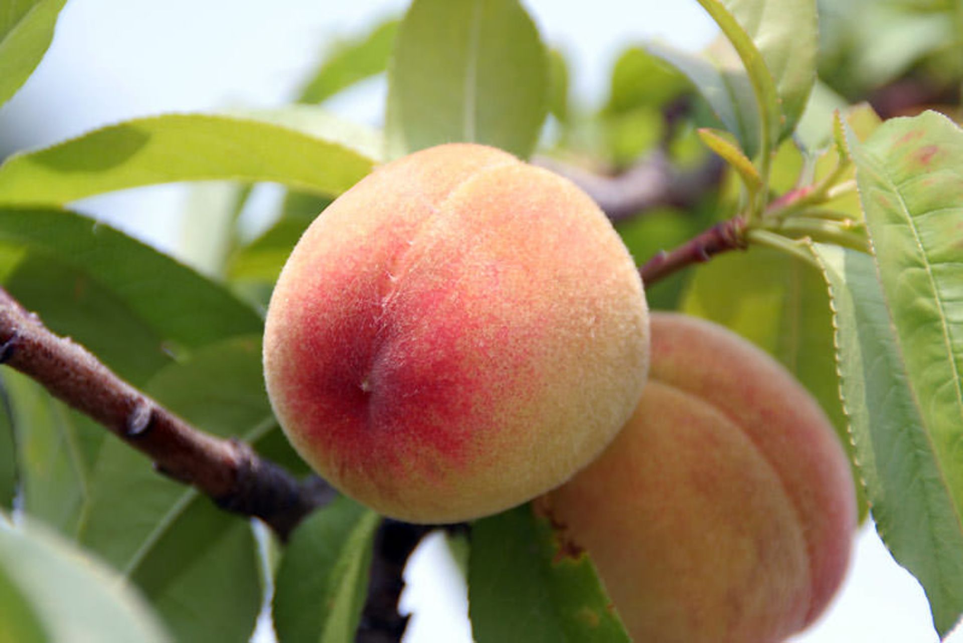 میوه بومی ژاپن