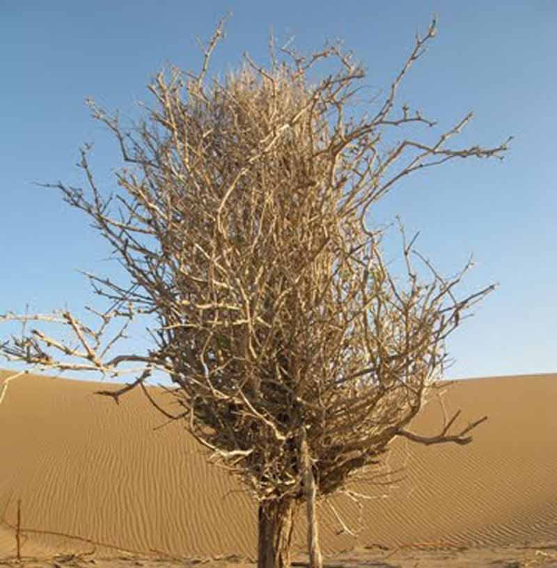 دق سرایان