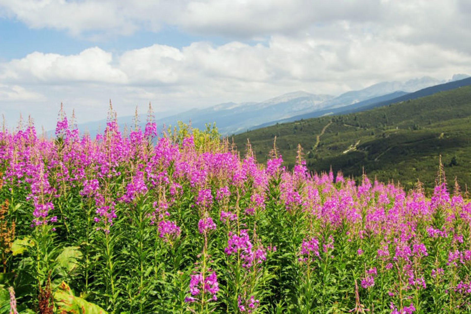 کوه‌های ریا در جنوب غربی بلغارستان
