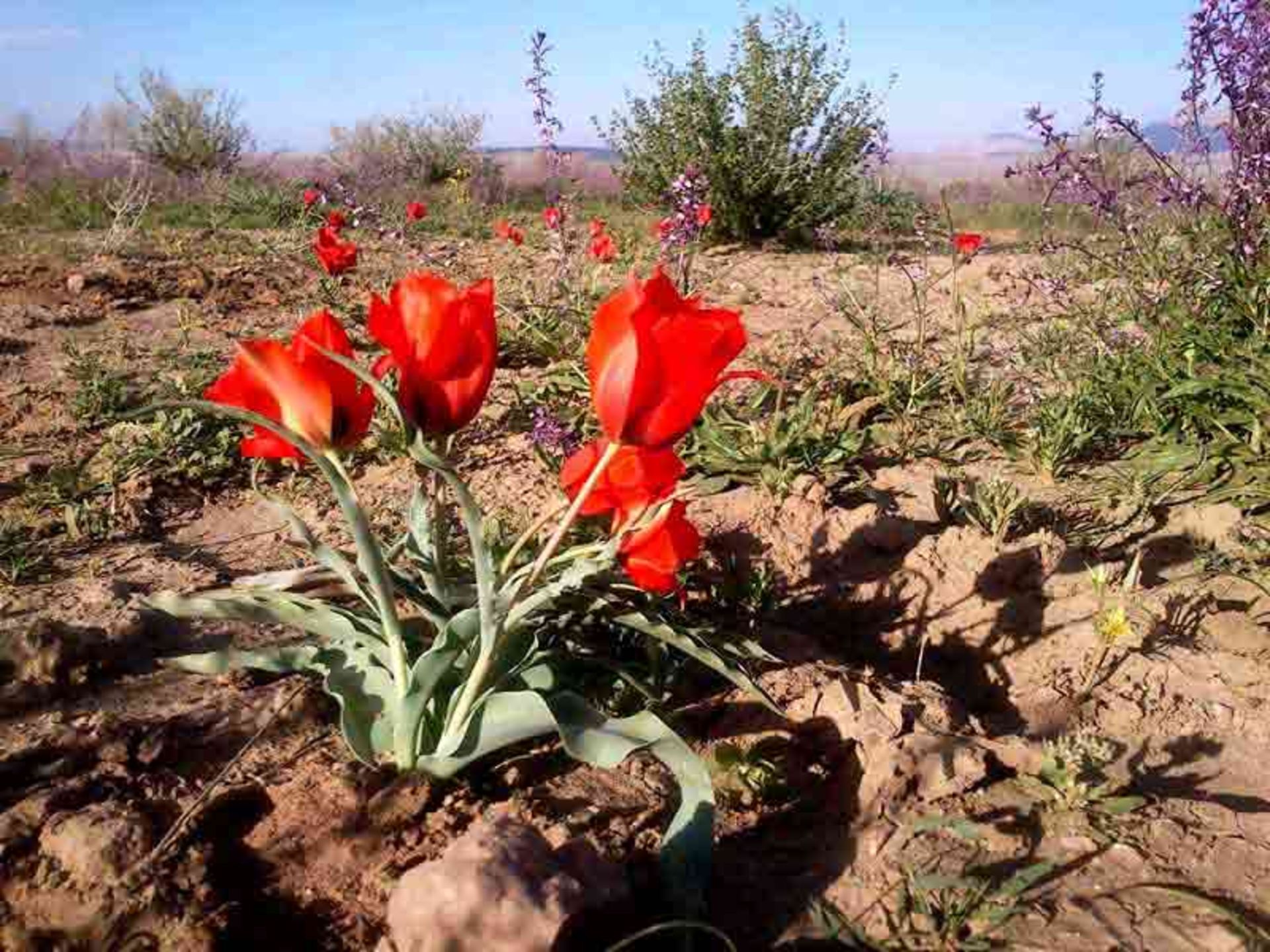دشت اسفدن
