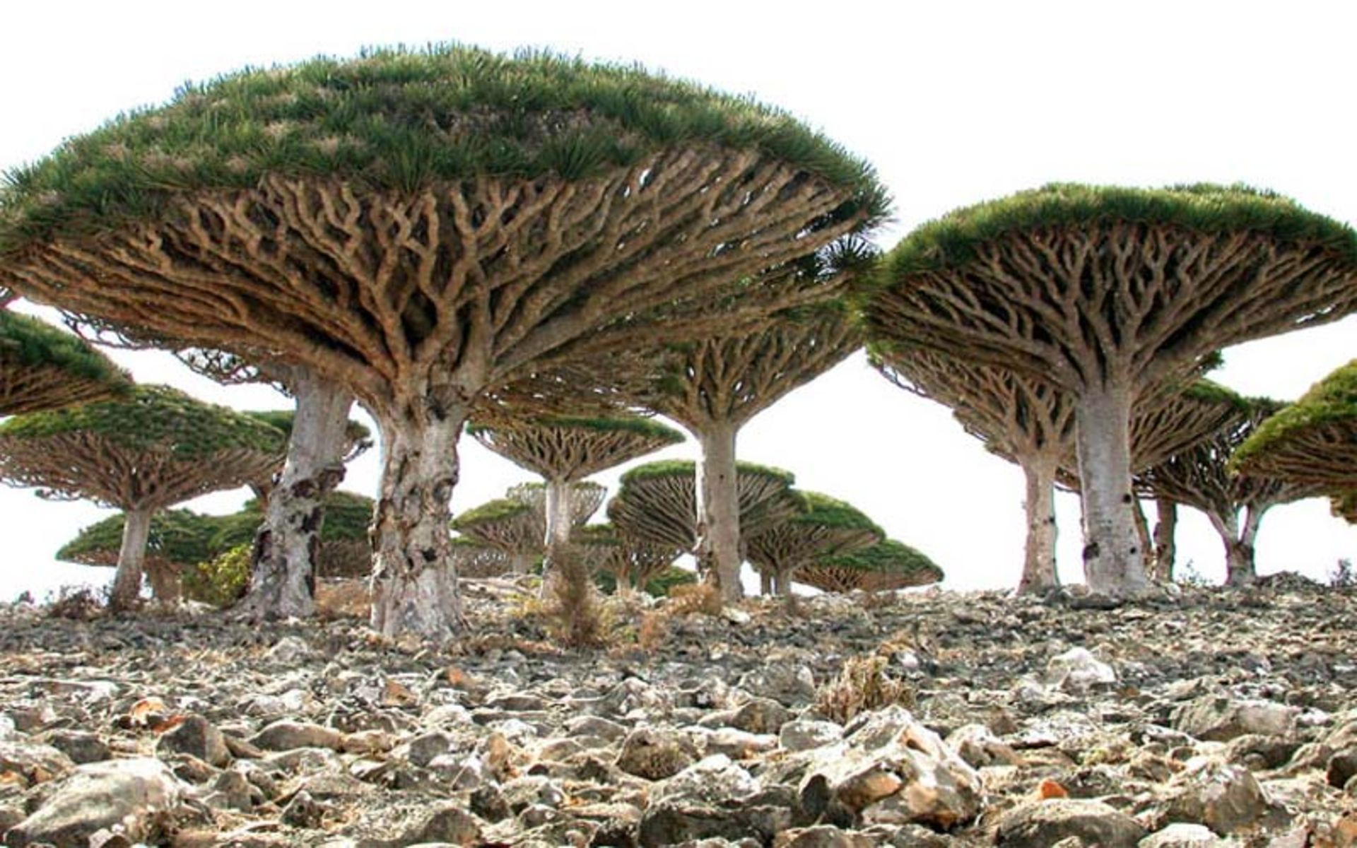 یمن