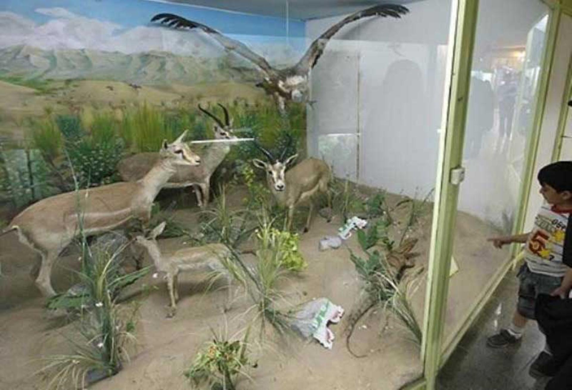 موزه تاریخ طبیعی همدان