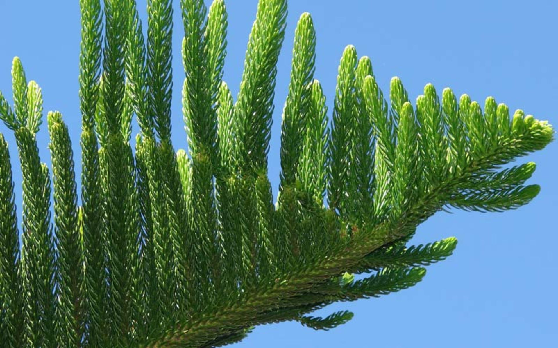 کاج کوک