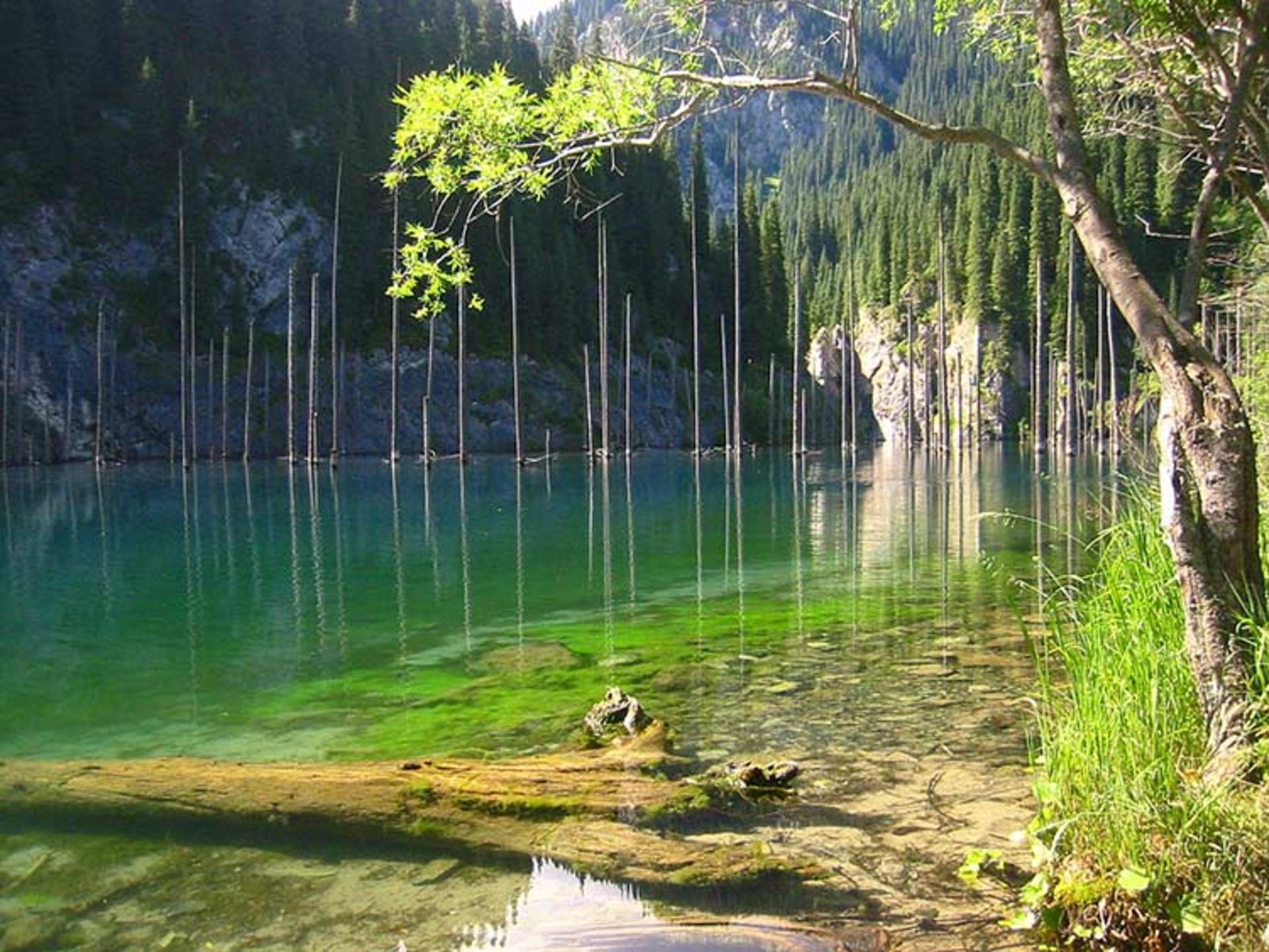 دریاچه درختان غرق شده در نزدیکی شهر آلماتی قزاقستان
