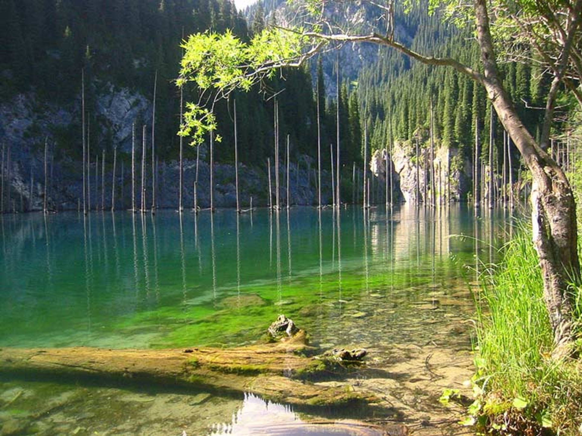 دریاچه درختان غرق شده در نزدیکی شهر آلماتی قزاقستان