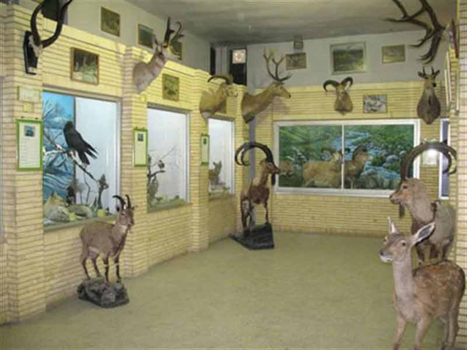 موزه تاریخ طبیعی آذربایجان