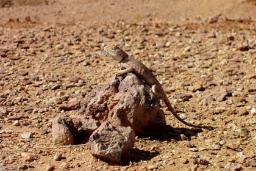 دق پترگان
