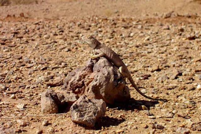 دق پترگان