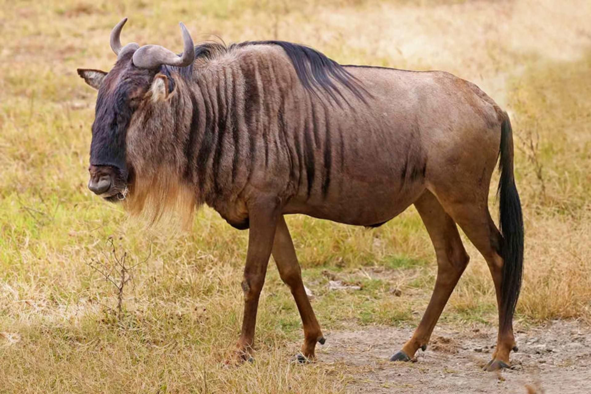 گوزن یالدار