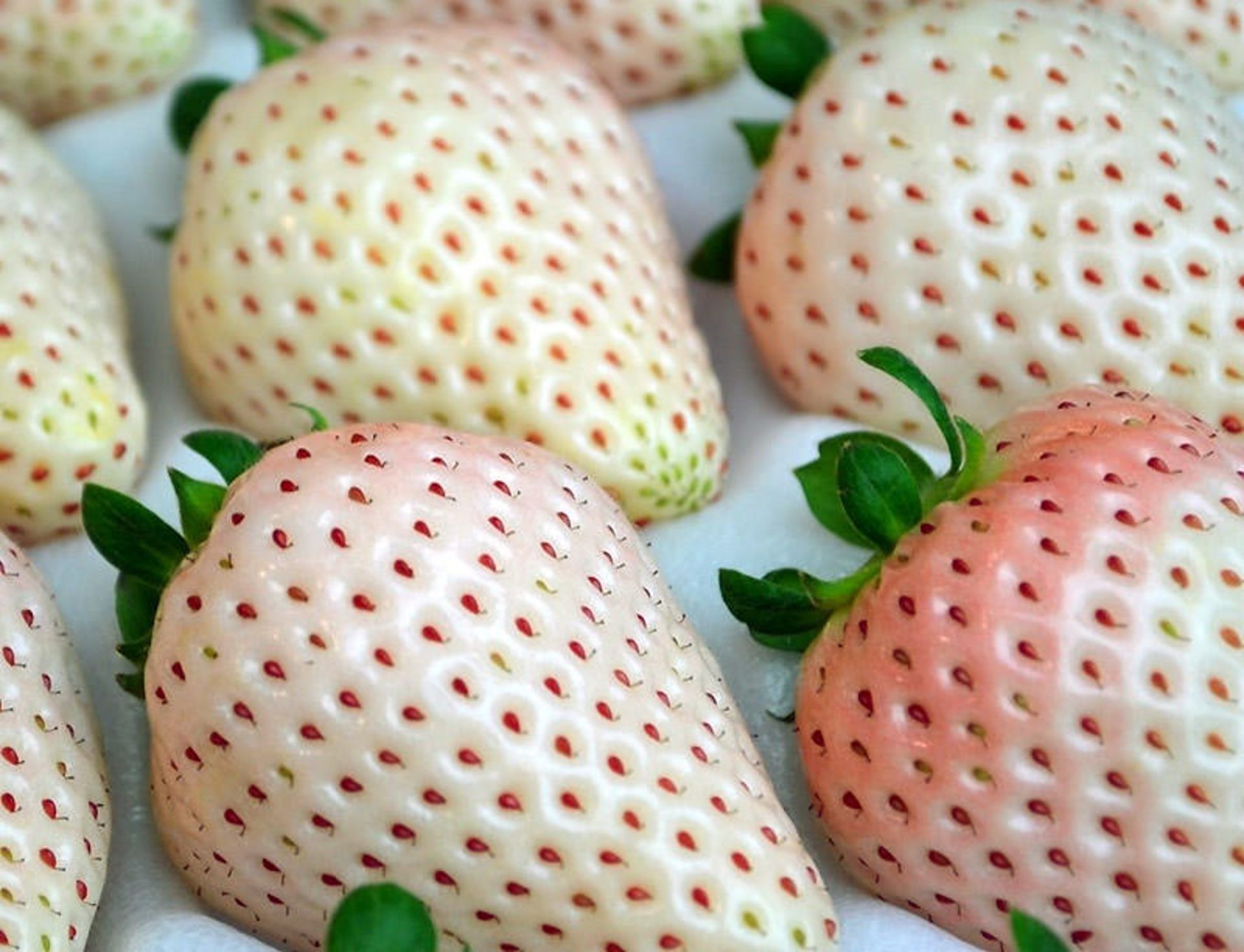 میوه بومی ژاپن