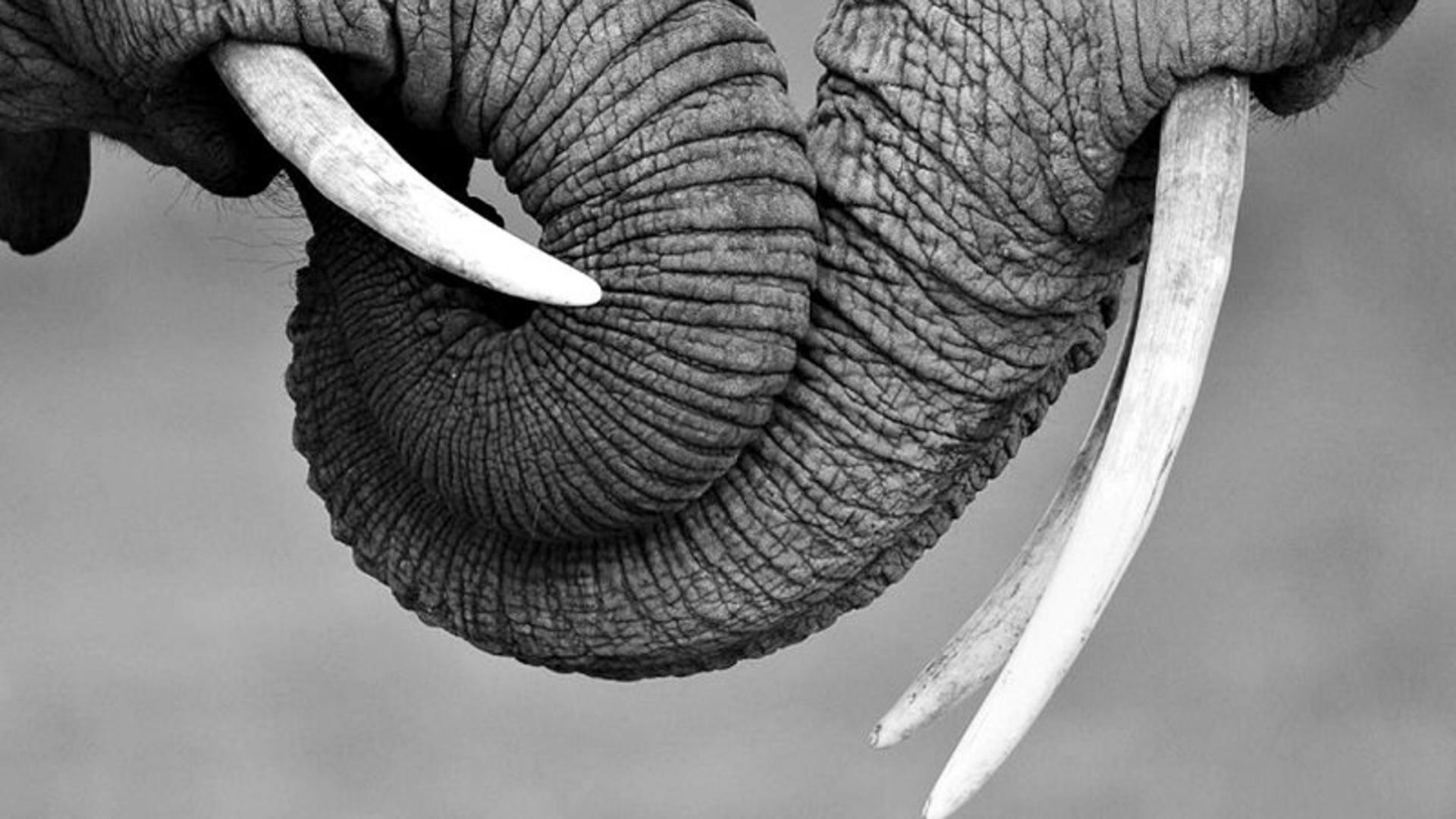 فیل