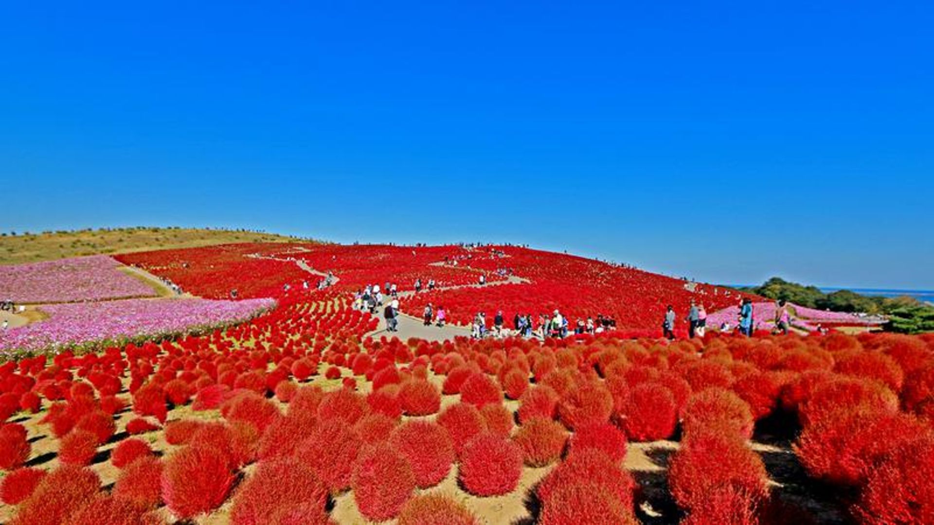 پارک ساحلی هیتاچی