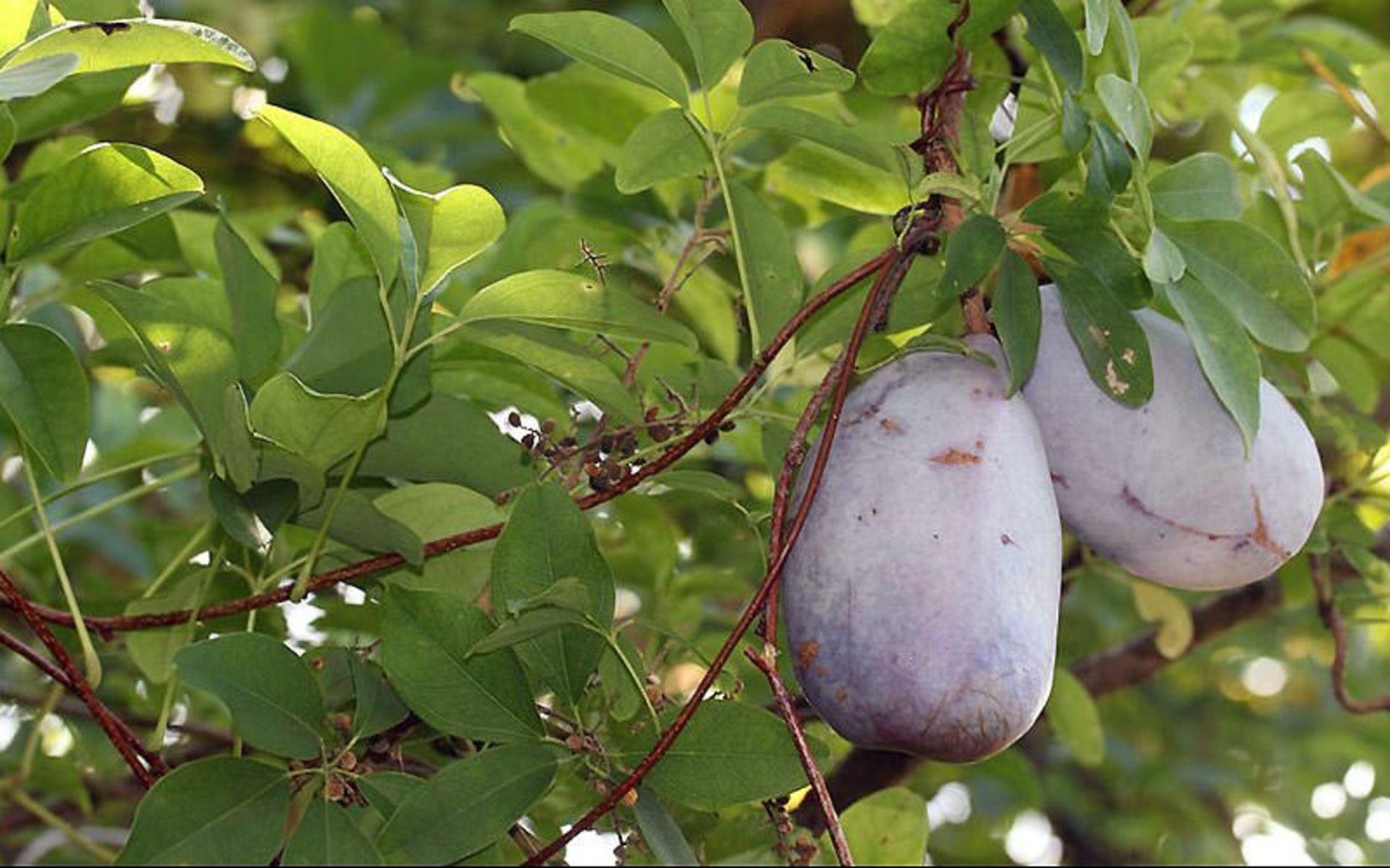 میوه بومی ژاپن