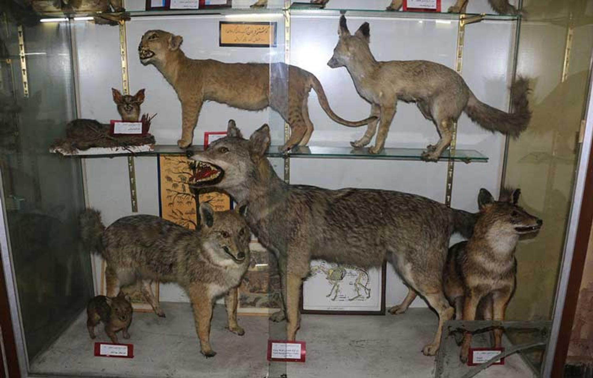 موزه تاریخ طبیعی همدان