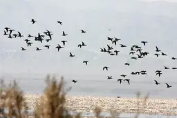تالاب کجی نمکزار