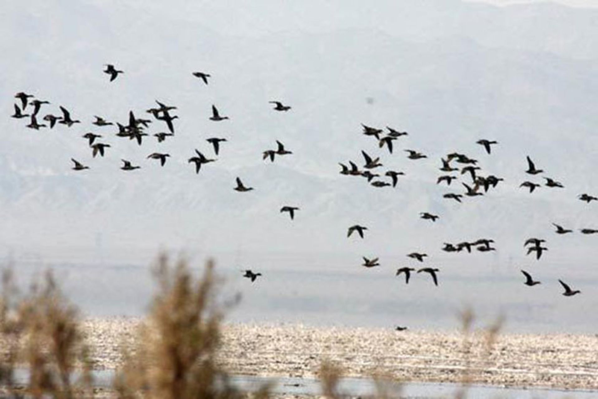 تالاب کجی نمکزار