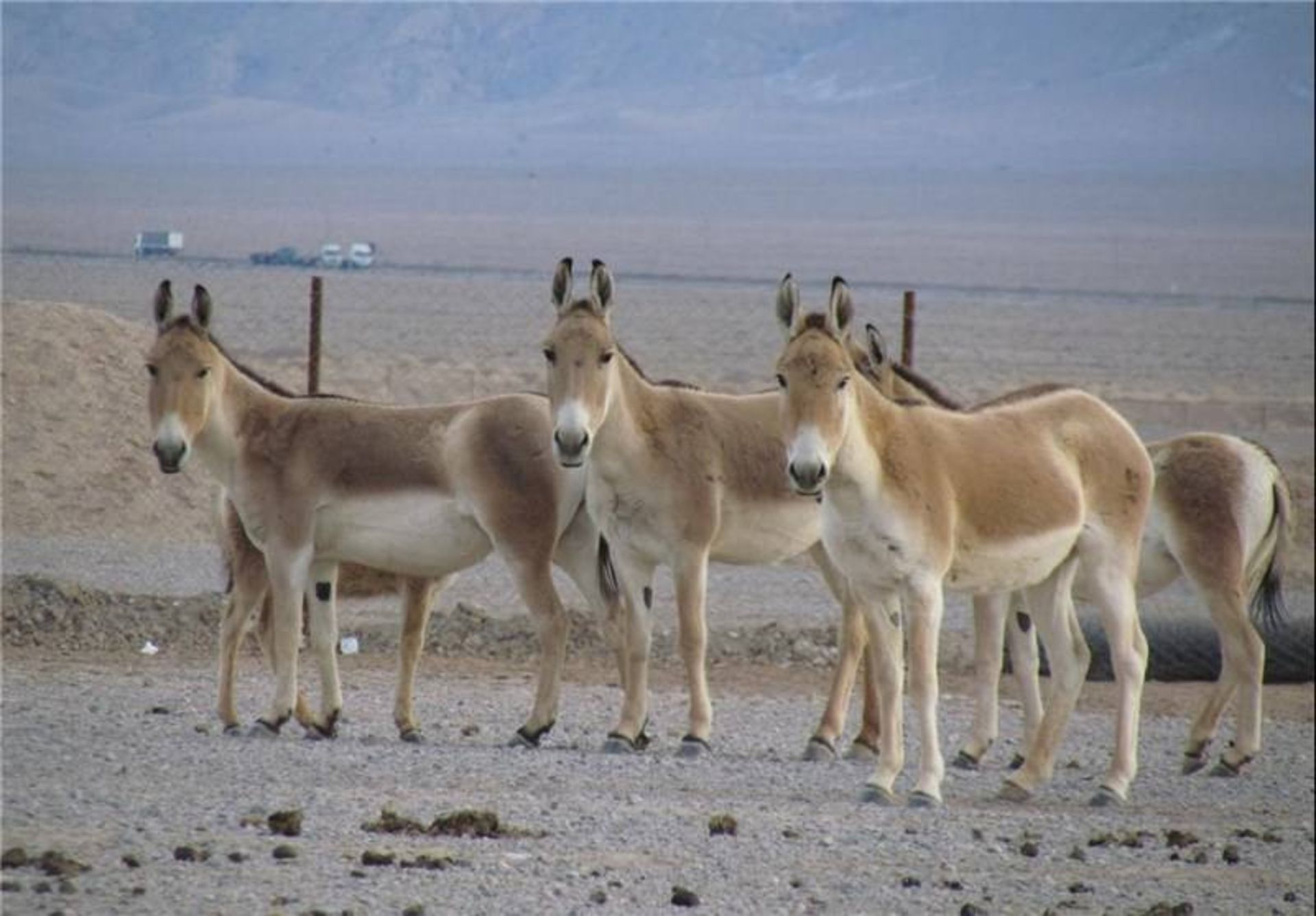 گورخر ایرانی 