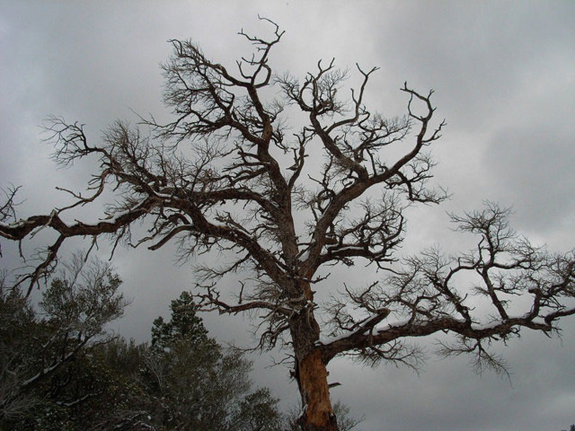 درختی در مسیر کوهستان سن گابریل