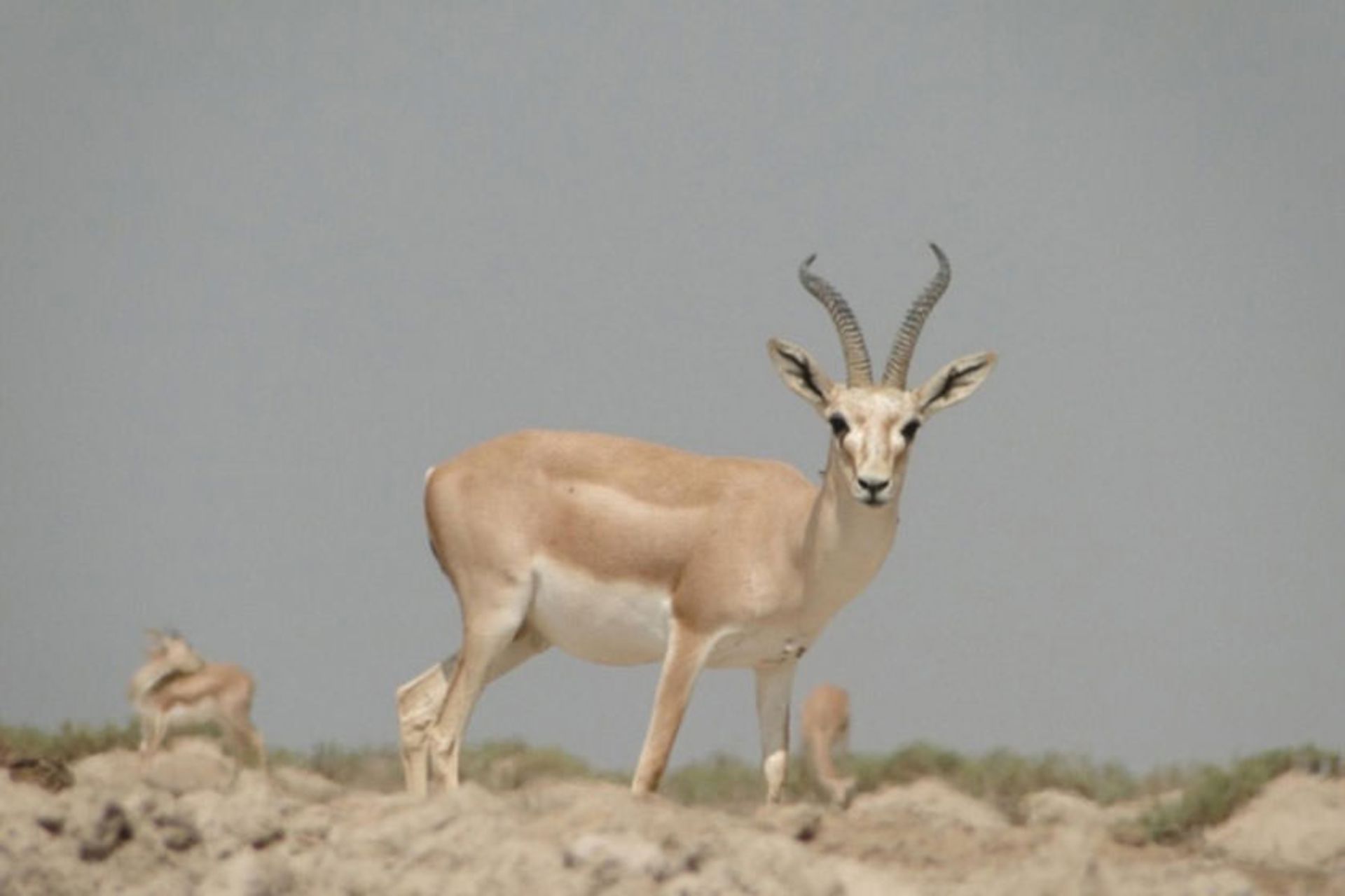 منطقه حفاظت شده مند