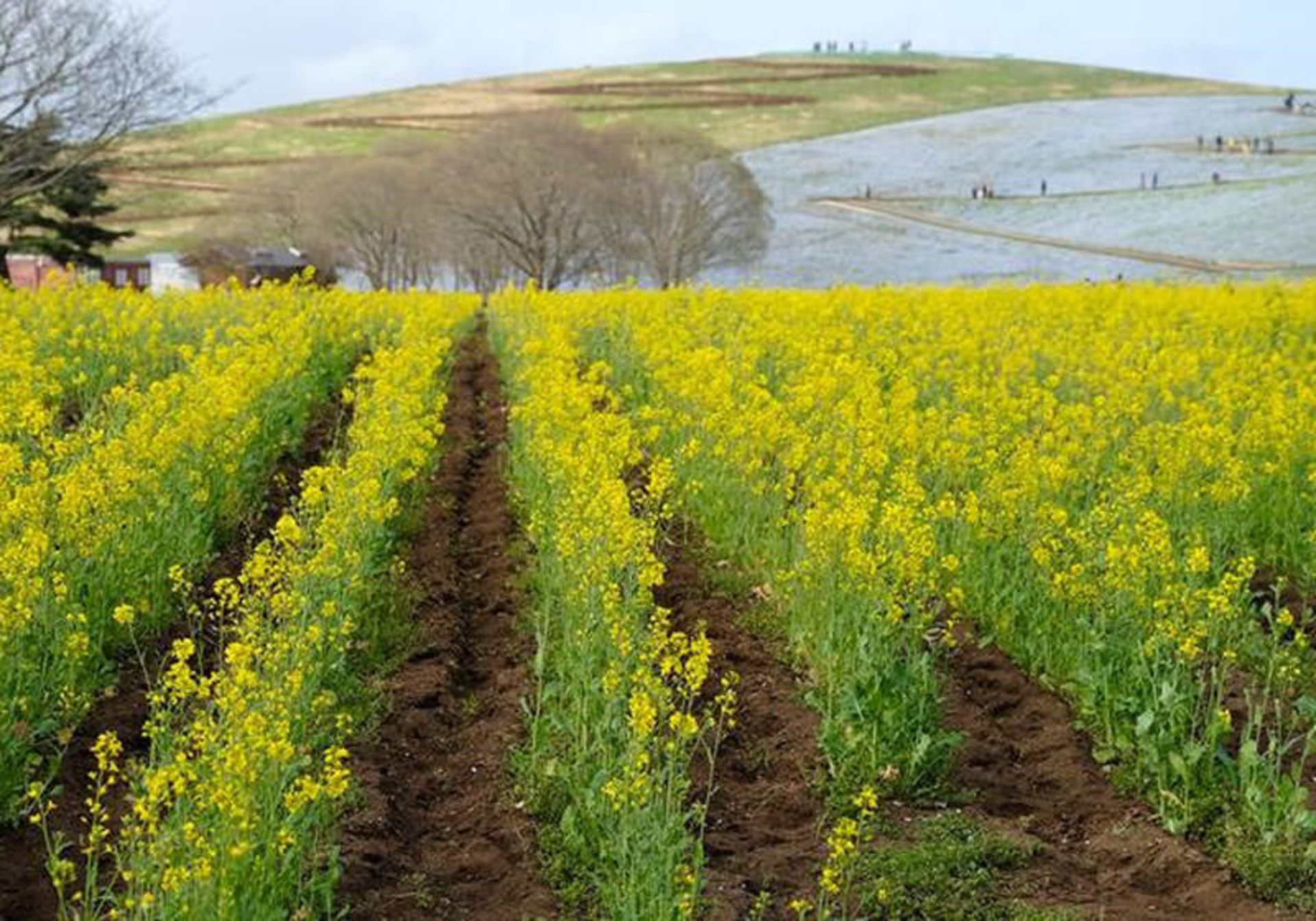 پارک ساحلی هیتاچی ژاپن 