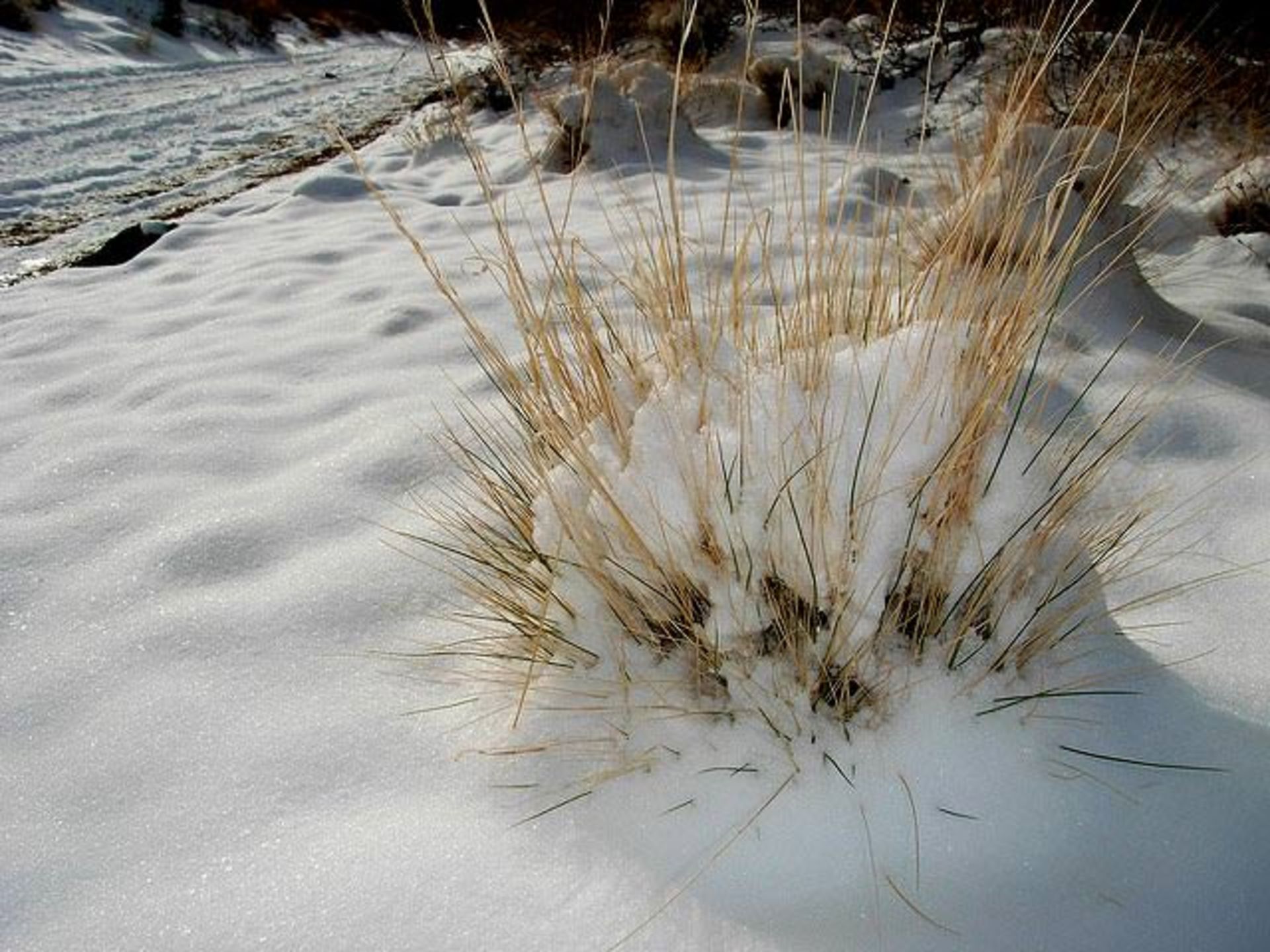 کوهستان سن گبریل