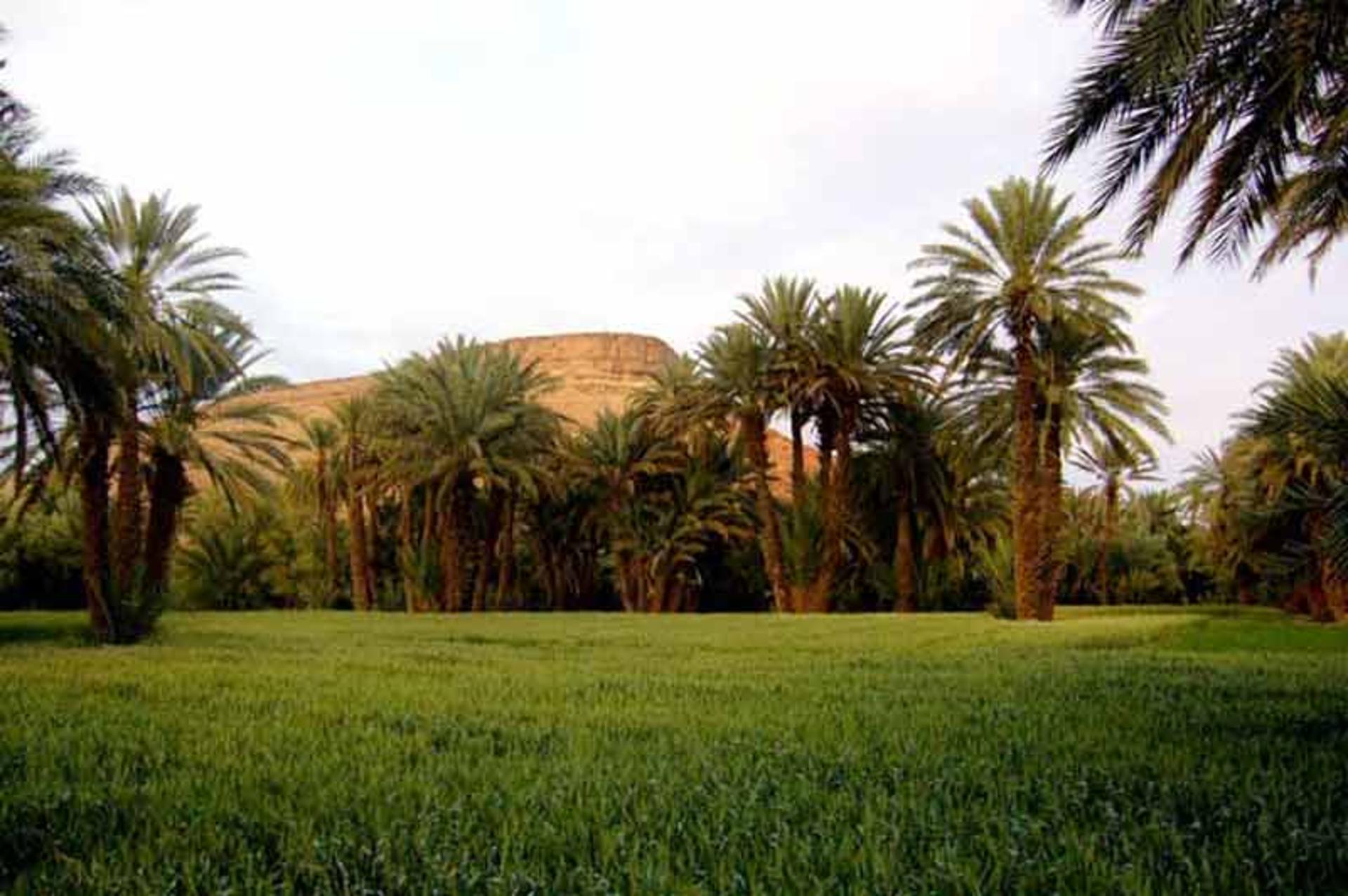 باغ آگ‌ دال