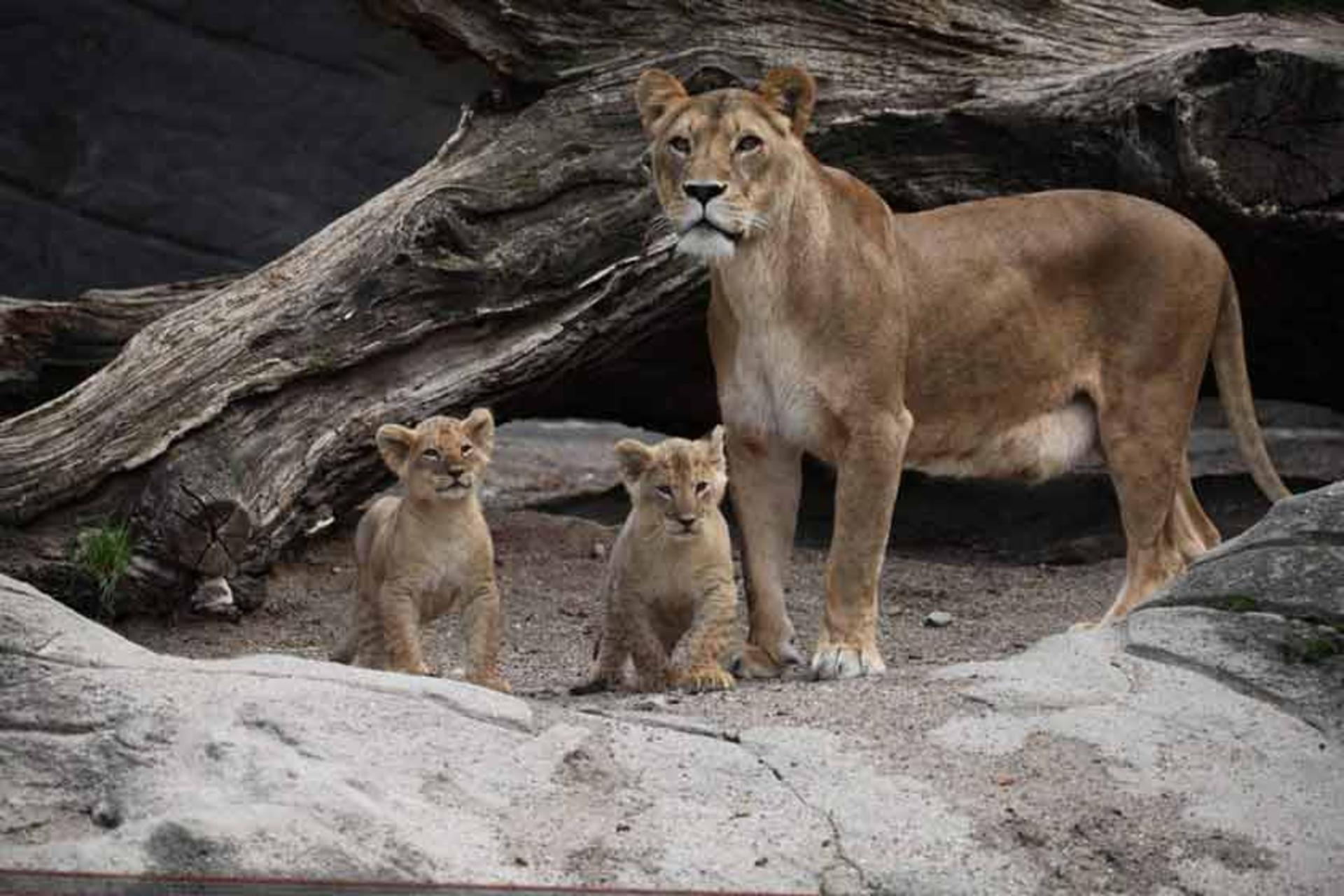باغ وحش Tierpark Hagenbeck