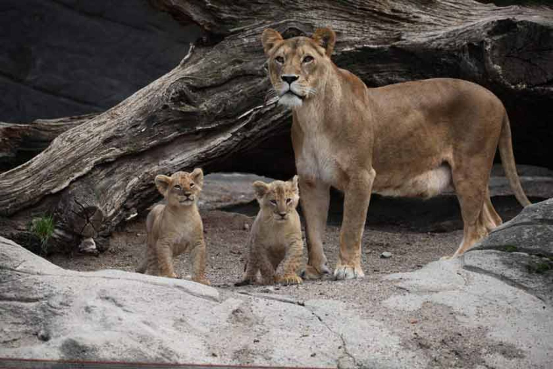 باغ وحش Tierpark Hagenbeck