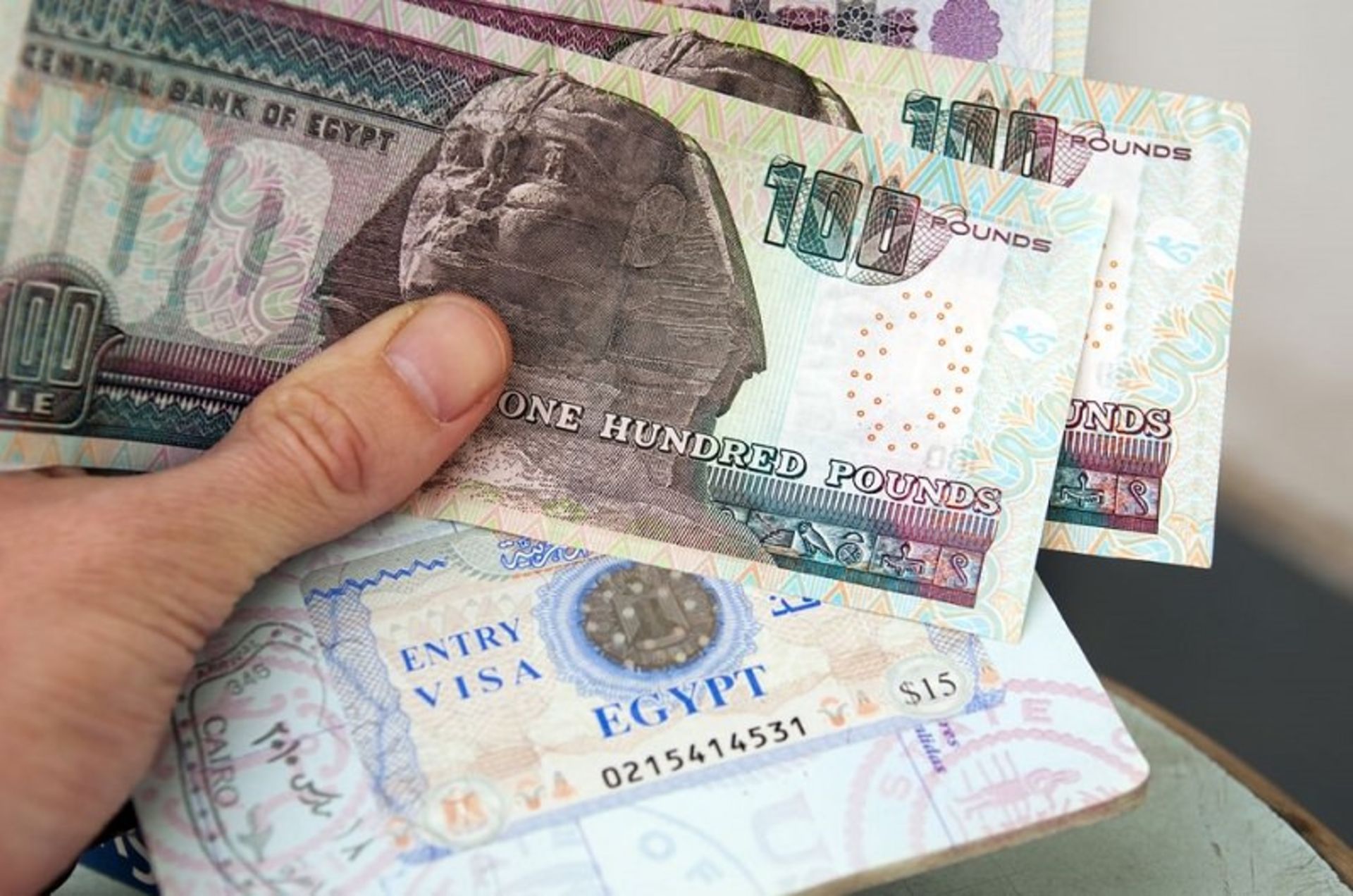 سافاری
