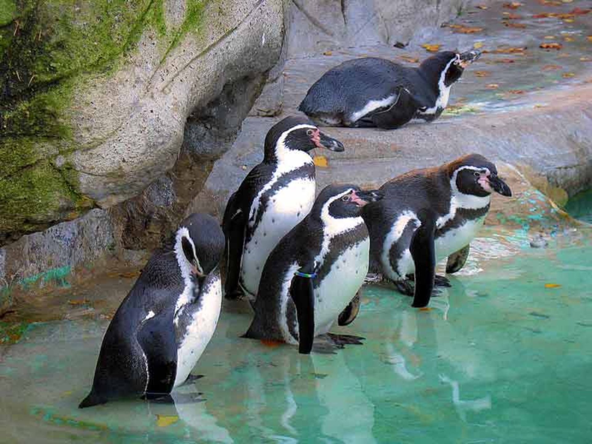 باغ وحش Tierpark Hagenbeck