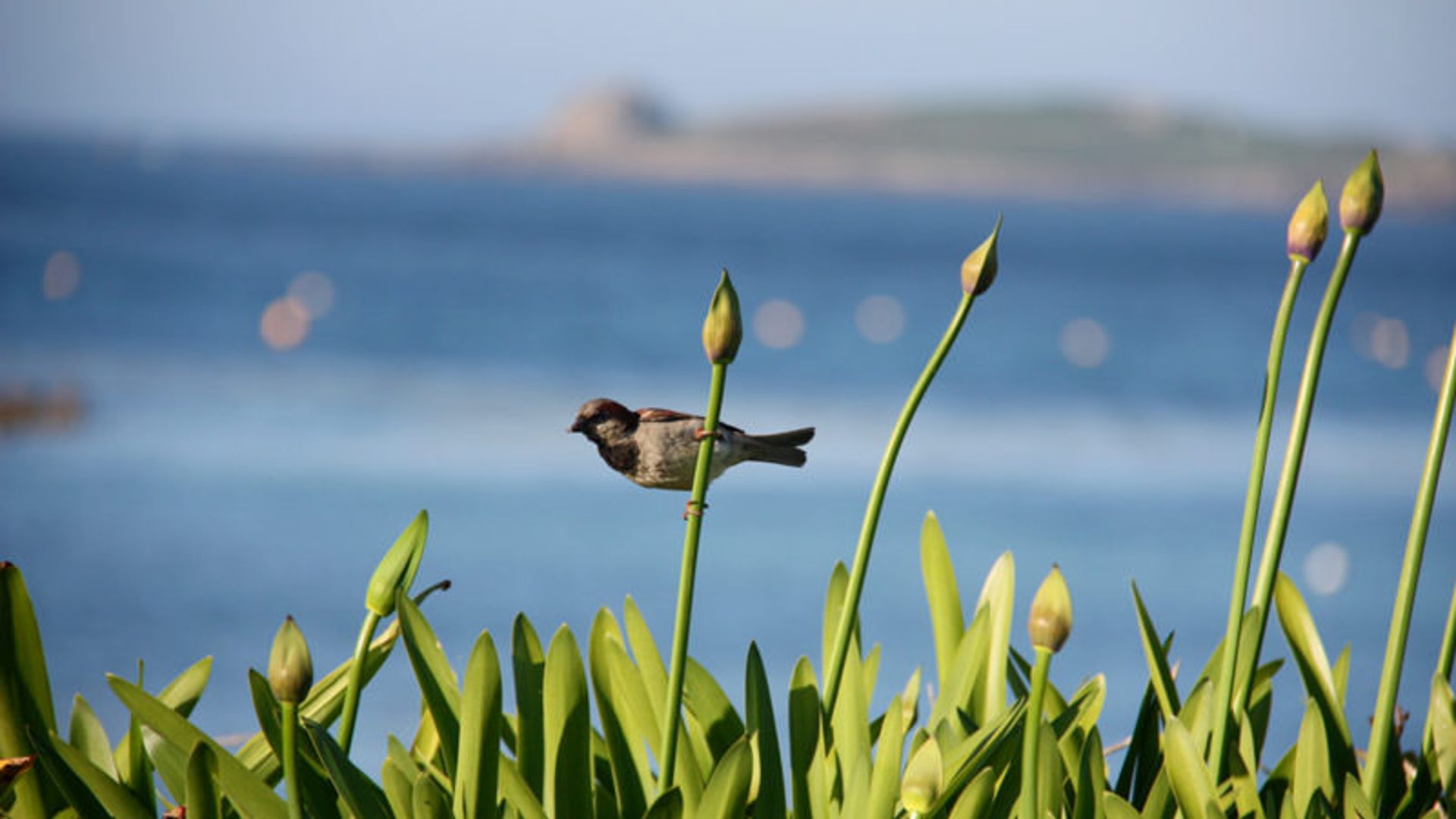مجمع‌الجزایر سیلی (Isles of Scilly)