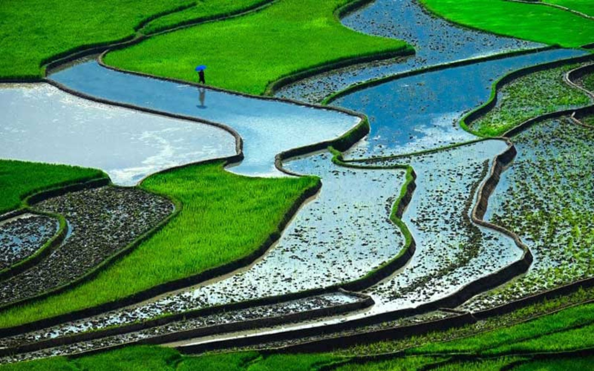 شالیزارهای تراس، ویتنام